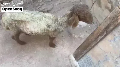 خروف مع عابوره للبيع 4
