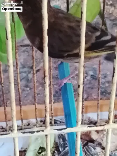 جغال قرديل عمرها 6 شهور للبيع بالقفص طرابلس سوق الجمعة 4