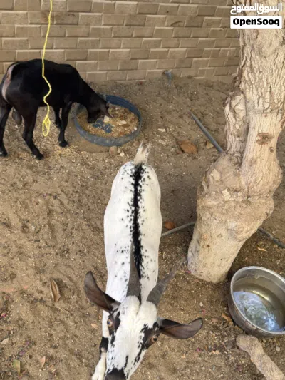 بيع اغنام ظفاريات 2 3