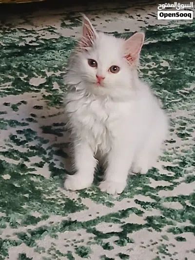 female kitten for sale 2