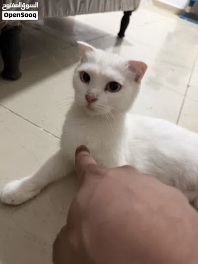 Scottish Short Hair x Persian Mix Kittens (1.5 Months) - White 4