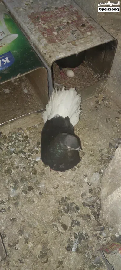 جوز نوري اسود مع جوزين افراخ كبار للبيع اوالبدل على فرنسي جامبو 3