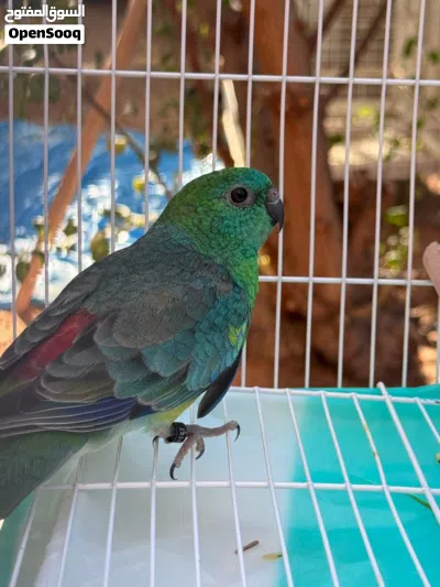 Red rumped للبيع 2