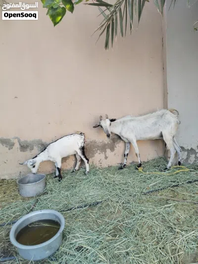 شاه صلاليه هيه و بنتها أسنان و ضرع صاحيات 2