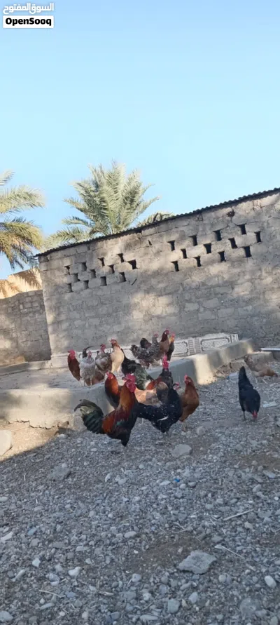 Local Omani chickens 3