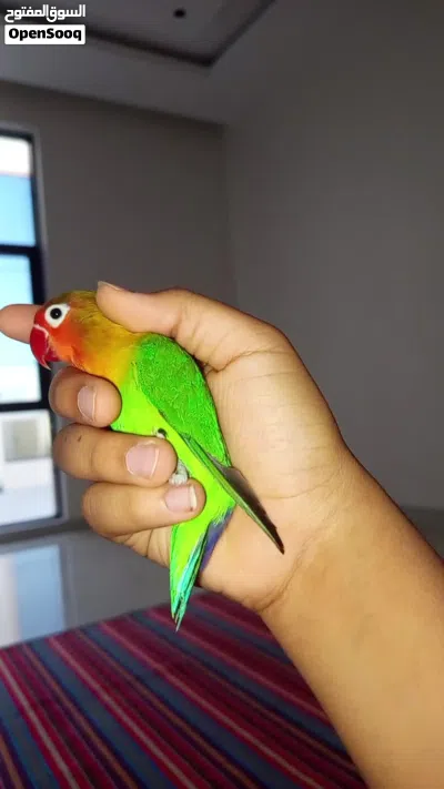 روز جميل والييف الوصف مهم 2