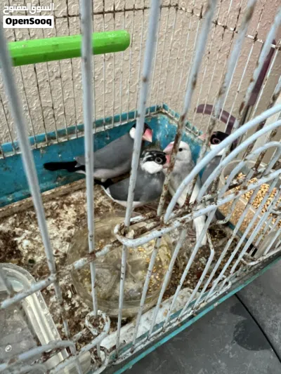 طيور جاوا للبيع 2