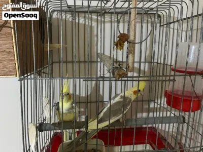 كوبيهه ازبيل كوكتيل 2