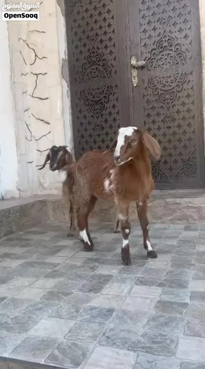 سخله وجدي نحب 4