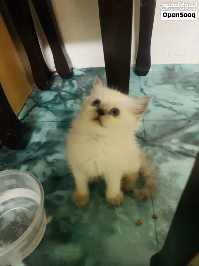 Kitten for sell 2