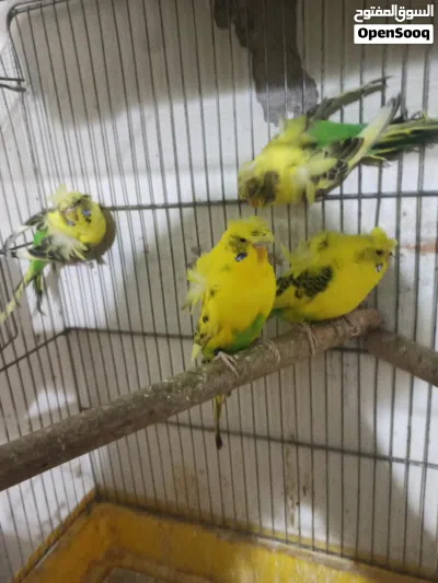 جوزي هوقو تكساس 2