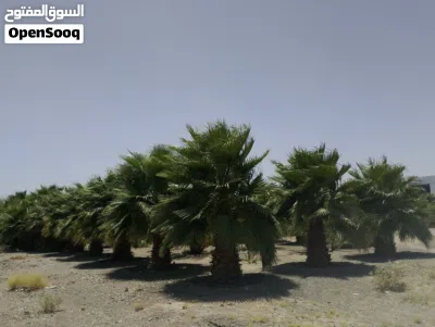 نخيل واشنطونيا نخيل الزينة لتجميل الحدائق العامة والمنازل 3