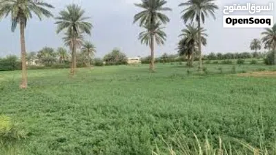 دونم للبيع 2500 متر يحتوي بيت في كربلاء 4