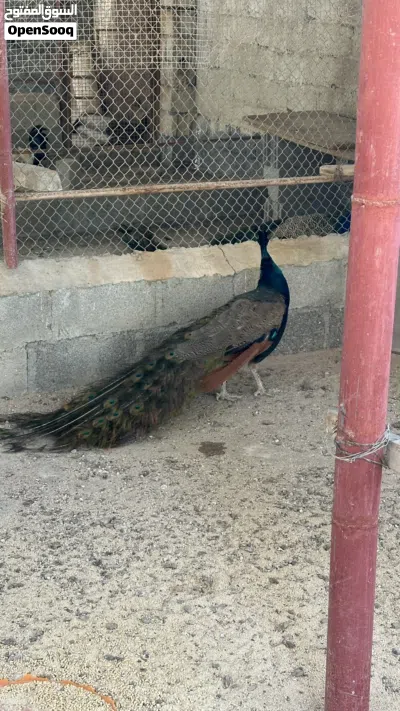طائر طاووس 2