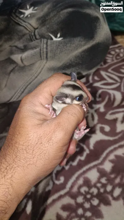 sugar glider 2