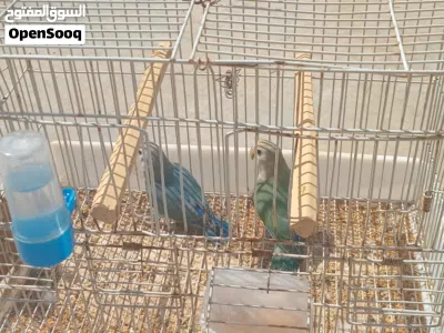 متوفر افروغ روز عمر 4اشهوور تباركه الله لنيته بيربي وبيدير كووبيه والله ميفووتها دكر ازرق انته خضر 2