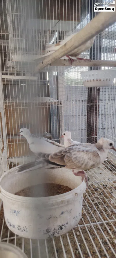 ياكريمي زوج وافراخهن للبيع 4
