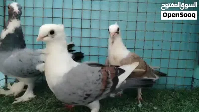 للبيع حمام حب رمان 3
