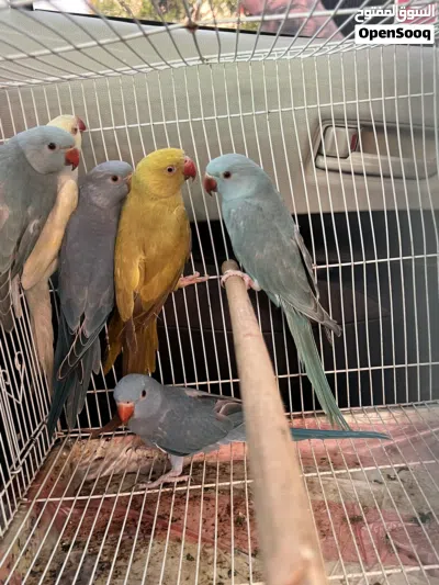 Ringneck parakeets for sale 2