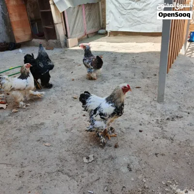 دجاج براهمه 2