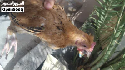 للبيع دجاج عماني الوصف مهم 2