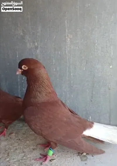 جواز مشكلات 3
