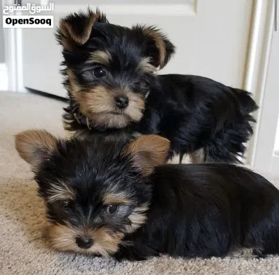 Yorkies puppies 3