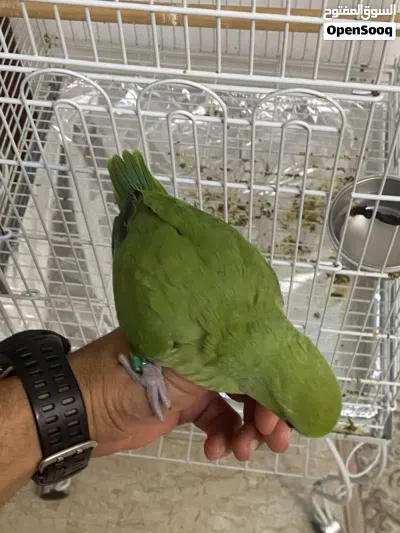فرخ ببغاء الذرة عمره تقريباً شهرين صحة الله يبارك 2
