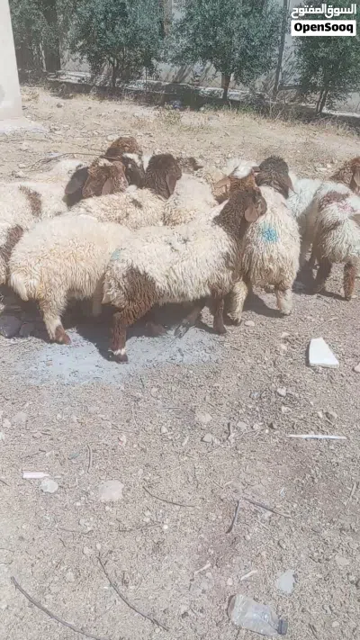 عبر لحم للبيع 3