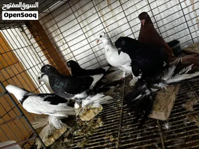 موجود سبعه ذكور هزاز 4