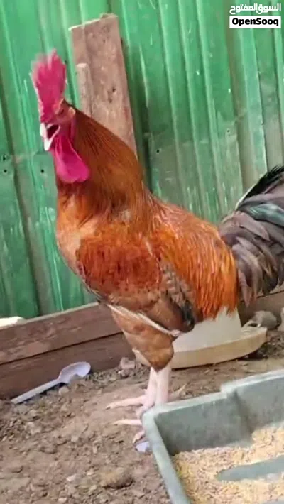 ديك على المنضور بحاله ممتازه العمر سنه و نص 4