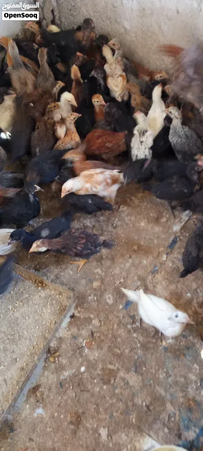 للبيع صيصان بلدي مشكل عمر 40 يوم نضيفه ماخذات جميع القاحات 2