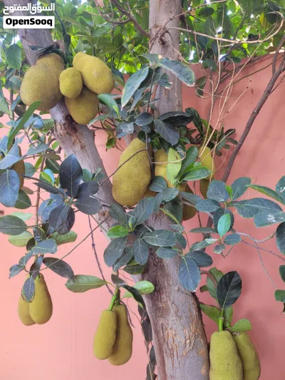 جاك فروت (Jackfruit) طازج من المزرعة متوفر الآن بالحجز والتوصيل ريالين للبيت عن طريق الرقم او الخاص 2