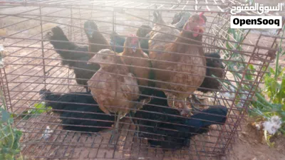 دجاجة عربيه 3