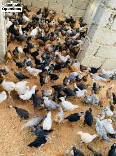 صوص عمر شهر ونص 2