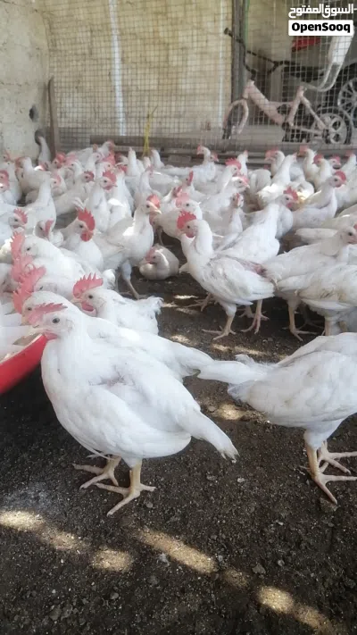 دجاج الوهمن البياض 4