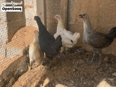 المكان الزاهراء ورشفانه 2