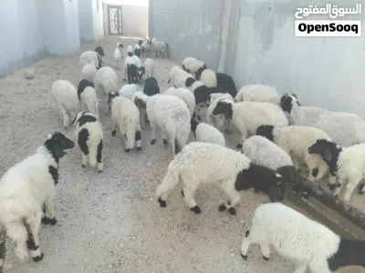 حواله وحوليات للبيع 3