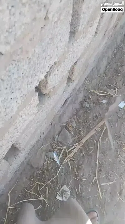 للبيع اغنام باكستانيه 2