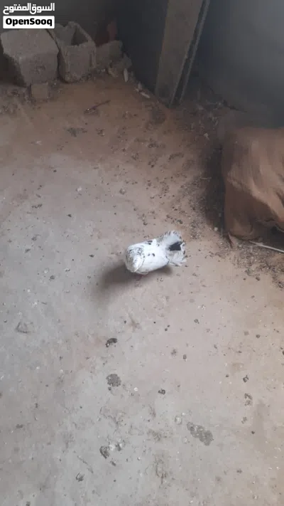 للبيع كوبية تونسية ربي يبارك 2