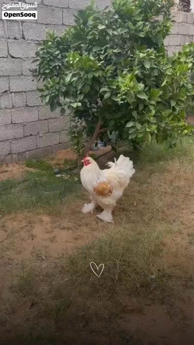 ديك براهما للبيع في تاجوراء 2