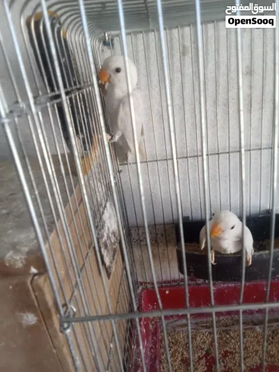 طيور روز للبيع 2