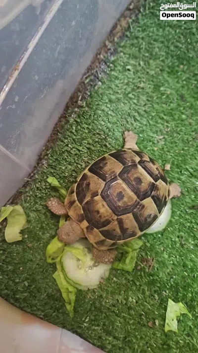 سلحفاة يونانيه صغيره مع جميع ملحقاتها 25 ريال baby tortoise for sale with all its belongings 25 omr 4