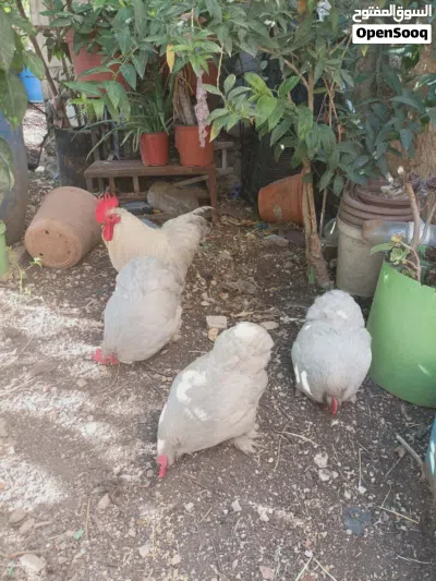 ديك و 3 جاجات كوشن بياضات 3