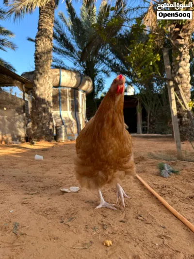 سلام عليكم كوبيا كلاي للبيع اقراء الوصف 3