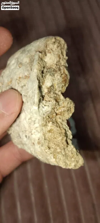 عنبر الحوت 2