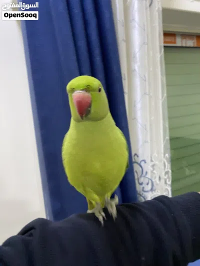 ببغاء دره هندي بسعر حرق 3