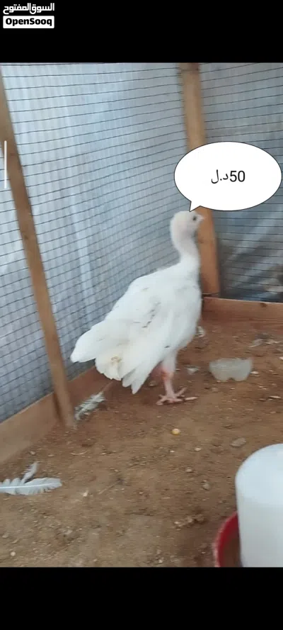 undefined 3
