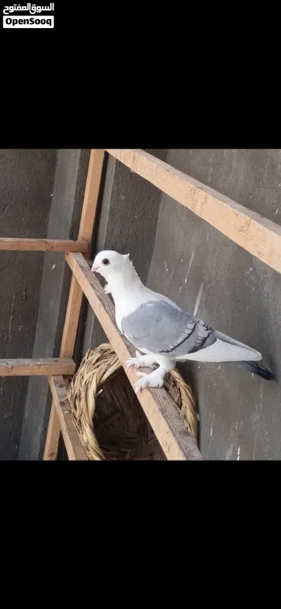 للبيع زوج الاج خط اول نقشة 3