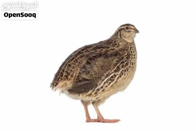 طيور السمان الغني عن التعريف فيه فوائد واحجام ماشاءالله نضام الطيبات بيضات مضمون حاجه ضخمه 3